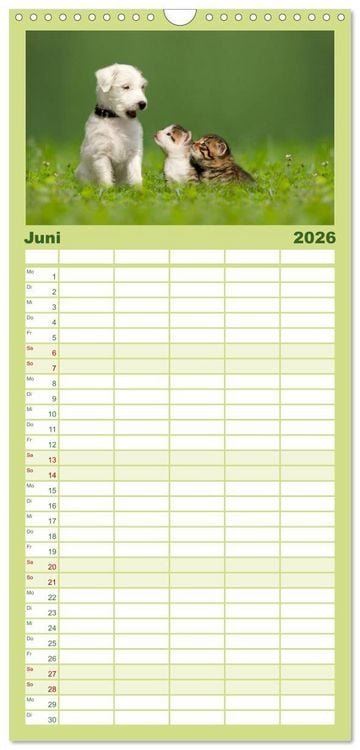 Produktbild: Familienplaner 2026 - K&auml;tzchen 2026 mit 5 Spalten (Wandkalender, 21 x 45 cm) CALVENDO
