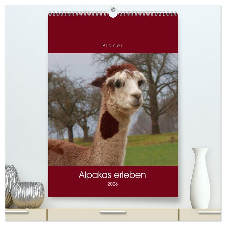 Produktbild: Alpakas erleben (hochwertiger Premium Wandkalender 2026 DIN A2 hoch), Kunstdruck in Hochglanz