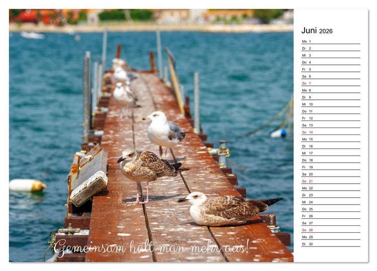 Produktbild: Lebensweisheiten der M&ouml;we - Im Flug des Lebens (Wandkalender 2026 DIN A3 quer), CALVENDO Monatskalender