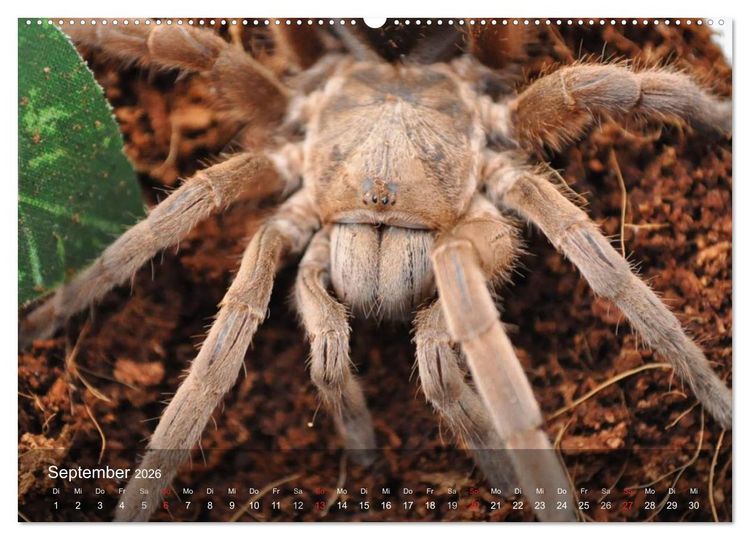 Produktbild: Faszination Spinnen (Wandkalender 2026 DIN A2 quer), CALVENDO Monatskalender