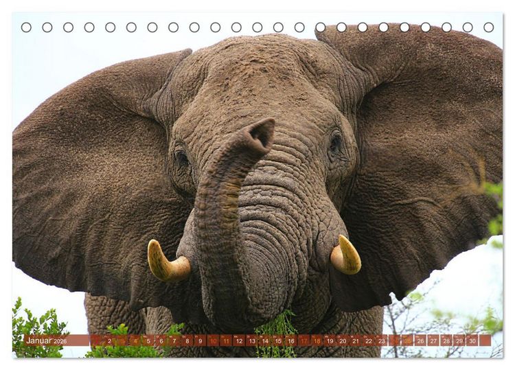 Produktbild: Botswana- Pirschfahrt mit Garantie auf Wildlife (Tischkalender 2026 DIN A5 quer), CALVENDO Monatskalender