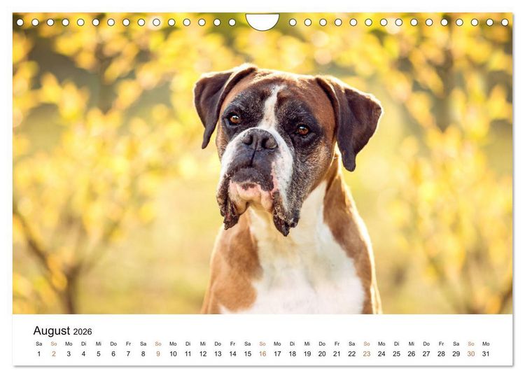 Produktbild: Deutscher Boxer (Wandkalender 2026 DIN A4 quer), CALVENDO Monatskalender