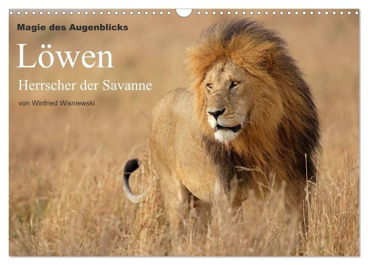 Produktbild: Magie des Augenblicks - L&ouml;wen - Herrscher der Savanne (Wandkalender 2027 DIN A3 quer), CALVENDO Monatskalender