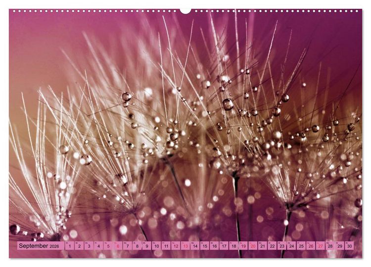 Produktbild: Lila - die mystische Farbe (Wandkalender 2026 DIN A2 quer), CALVENDO Monatskalender