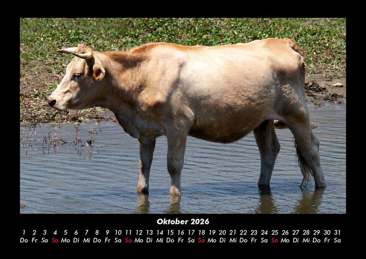 Produktbild: Kuhkalender 2026 Fotokalender DIN A3