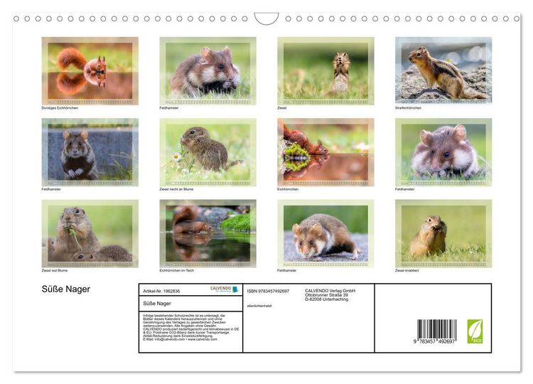 Produktbild: S&uuml;&szlig;e Nager (Wandkalender 2026 DIN A3 quer), CALVENDO Monatskalender