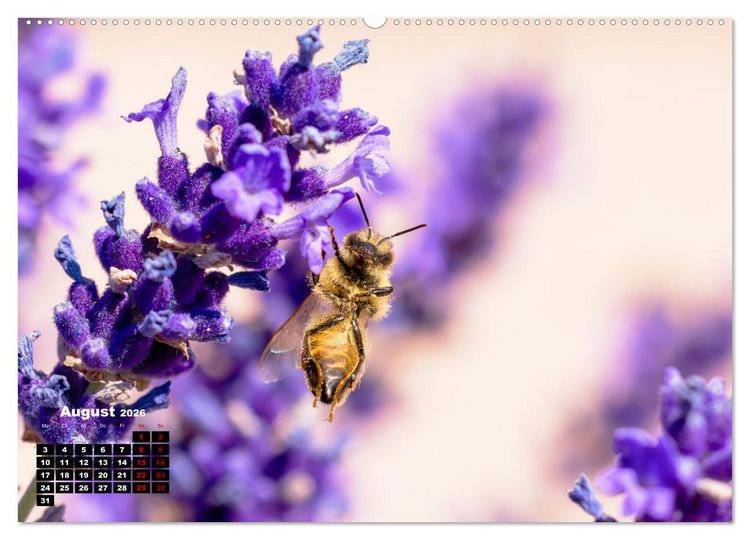 Produktbild: Die Wunderwelt der Biene (Wandkalender 2026 DIN A2 quer), CALVENDO Monatskalender