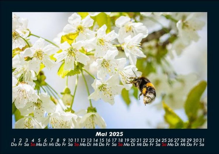 Produktbild: Blumentr&auml;ume 2025 Fotokalender DIN A5