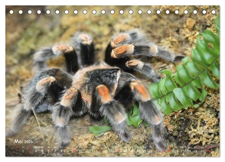 Produktbild: Vogelspinnen (Tischkalender 2026 DIN A5 quer), CALVENDO Monatskalender