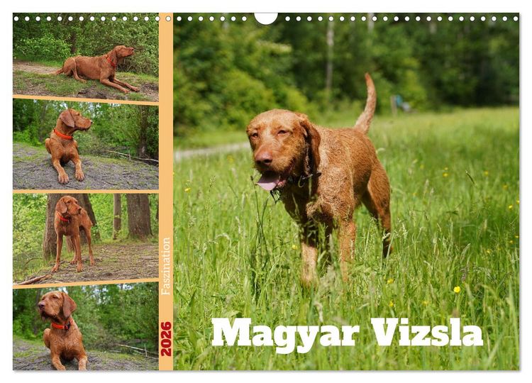 Produktbild: Faszination Magyar Vizsla (Wandkalender 2026 DIN A3 quer), CALVENDO Monatskalender