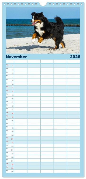 Produktbild: Familienplaner 2026 - Berner Sennenhunde am Strand mit 5 Spalten (Wandkalender, 21 x 45 cm) CALVENDO