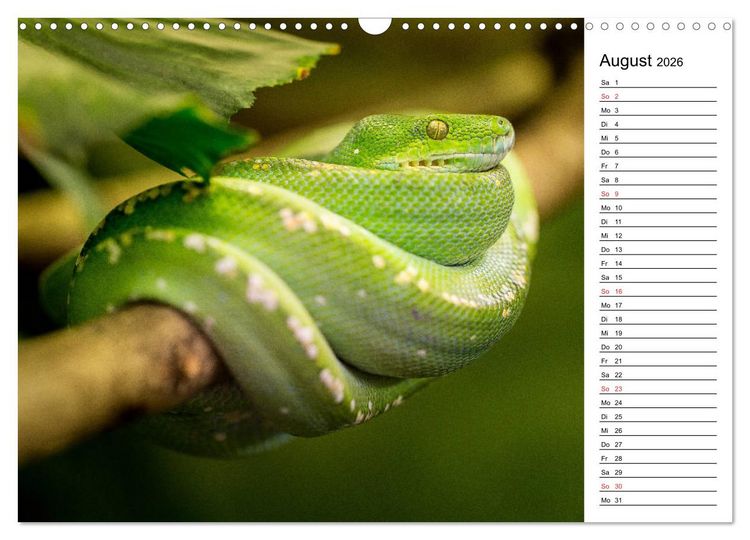 Produktbild: Schlangen. Lauern, kriechen, schlingen (Wandkalender 2026 DIN A3 quer), CALVENDO Monatskalender