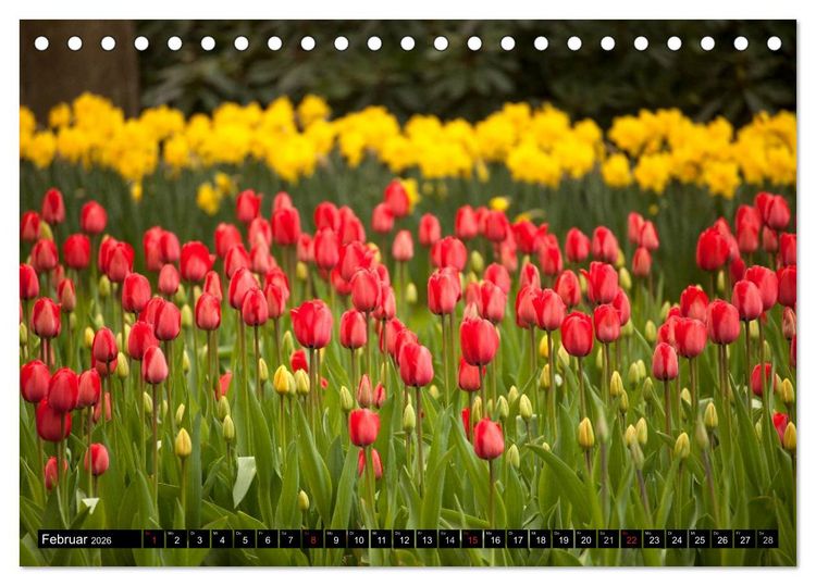 Produktbild: Tulpen (Tischkalender 2026 DIN A5 quer), CALVENDO Monatskalender