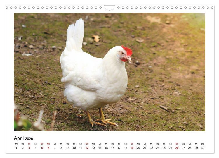 Produktbild: Bauernhoftiere hautnah (Wandkalender 2026 DIN A3 quer), CALVENDO Monatskalender
