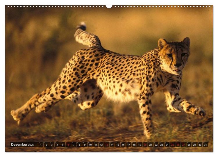 Produktbild: Raubkatzen. Wild, sch&ouml;n und kraftvoll (Wandkalender 2026 DIN A2 quer), CALVENDO Monatskalender