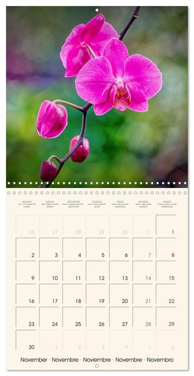Produktbild: Phalaenopsis, la reine des Orchid&eacute;es (Calendrier mural carr&eacute; 2026 30x30 cm) Calendrier double avec une page pour vos prises de notes