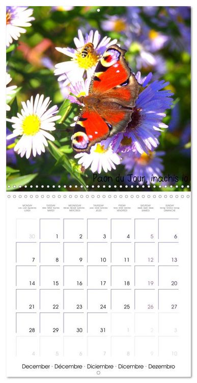 Produktbild: D&eacute;licats Papillons de nos r&eacute;gions, de France et d'Europe (Calendrier mural carr&eacute; 2026 30x30 cm) Calendrier double avec une page pour vos prises de notes