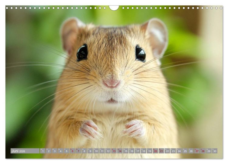 Produktbild: Maus im Haus - der Gerbil Kalender (Wandkalender 2026 DIN A3 quer), CALVENDO Monatskalender