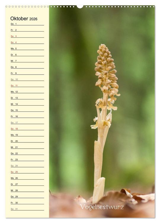Produktbild: Wildwachsende Orchideen in Bayern (Wandkalender 2026 DIN A2 hoch), CALVENDO Monatskalender