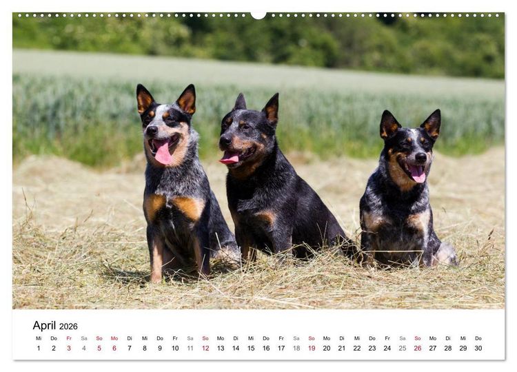 Produktbild: Faszinierende Australian Cattle Dogs (Wandkalender 2026 DIN A2 quer), CALVENDO Monatskalender
