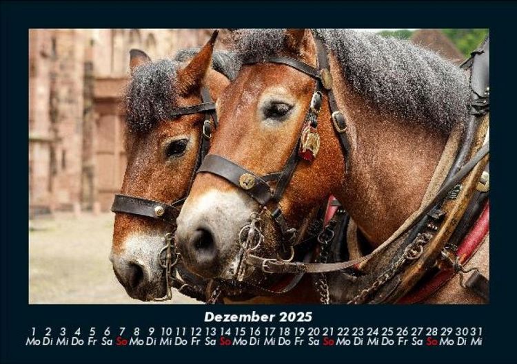 Produktbild: Pferdetraum 2025 Fotokalender DIN A5
