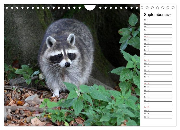 Produktbild: Der kleine R&auml;uber mit Maske - Waschb&auml;ren (Wandkalender 2026 DIN A4 quer), CALVENDO Monatskalender