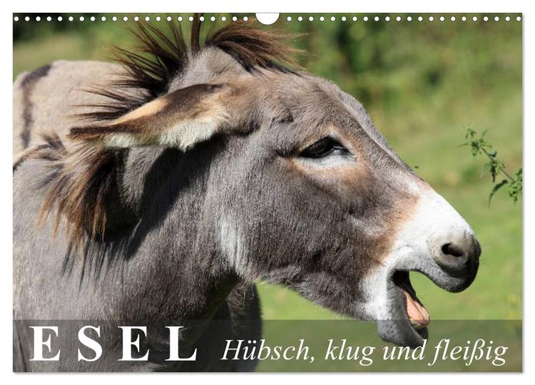 Produktbild: Esel - h&uuml;bsch, klug und flei&szlig;ig (Wandkalender 2026 DIN A3 quer), CALVENDO Monatskalender