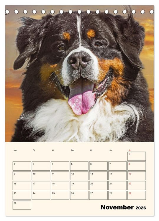 Produktbild: Traumhaft sch&ouml;n - Der Berner Sennenhund (Tischkalender 2026 DIN A5 hoch), CALVENDO Monatskalender