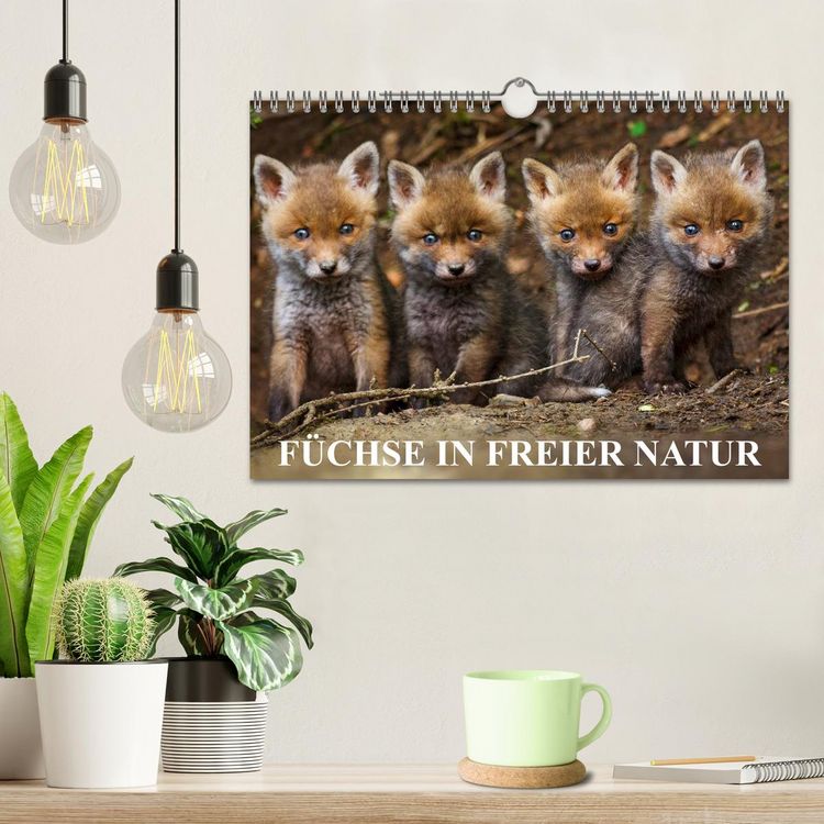 Produktbild: F&uuml;chse in freier Natur (Wandkalender 2026 DIN A4 quer), CALVENDO Monatskalender