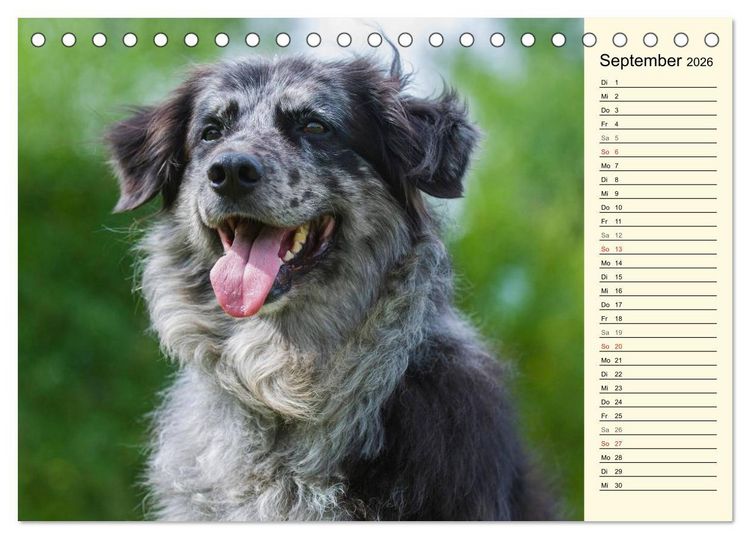 Produktbild: Altdeutsche H&uuml;tehunde - Fast vergessen (Tischkalender 2026 DIN A5 quer), CALVENDO Monatskalender