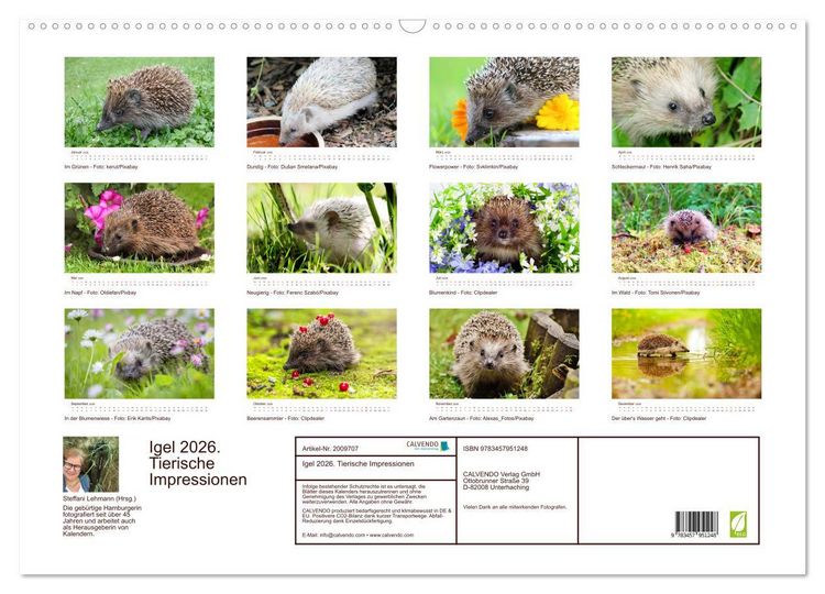 Produktbild: Igel 2026. Tierische Impressionen (Wandkalender 2026 DIN A2 quer), CALVENDO Monatskalender