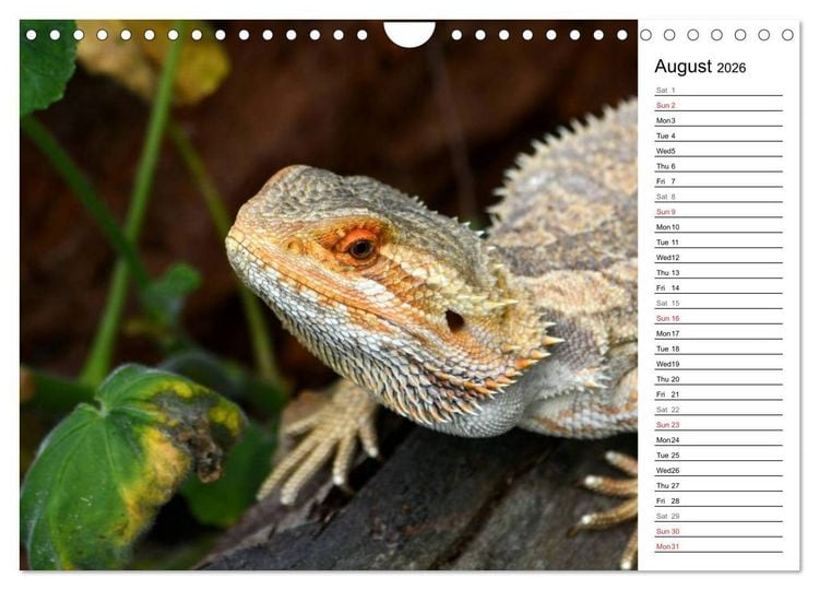 Produktbild: Close to Australian Bearded Dragons (Wall Calendar 2026 DIN A4 landscape), CALVENDO 12 Month Wall Calendar