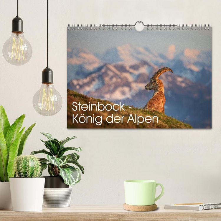 Produktbild: Steinbock - K&ouml;nig der Alpen (Wandkalender 2026 DIN A4 quer), CALVENDO Monatskalender