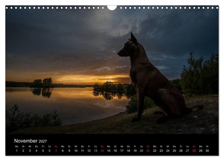 Produktbild: Belgische Sch&auml;ferhunde - Der Malinois im Licht (Wandkalender 2027 DIN A3 quer), CALVENDO Monatskalender