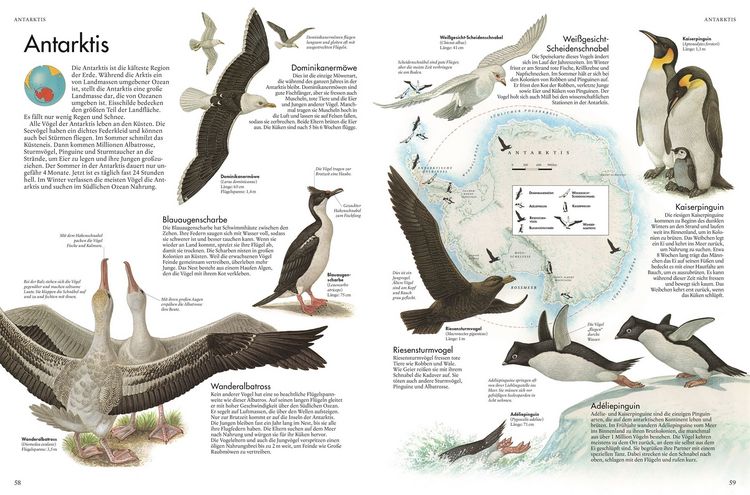 Produktbild: Atlas der V&ouml;gel