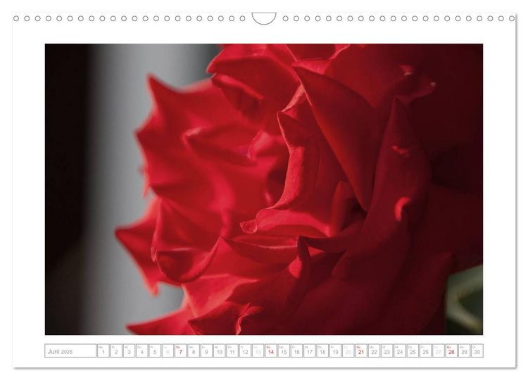 Produktbild: Rosen Schleswig-Holsteins (Wandkalender 2026 DIN A3 quer), CALVENDO Monatskalender