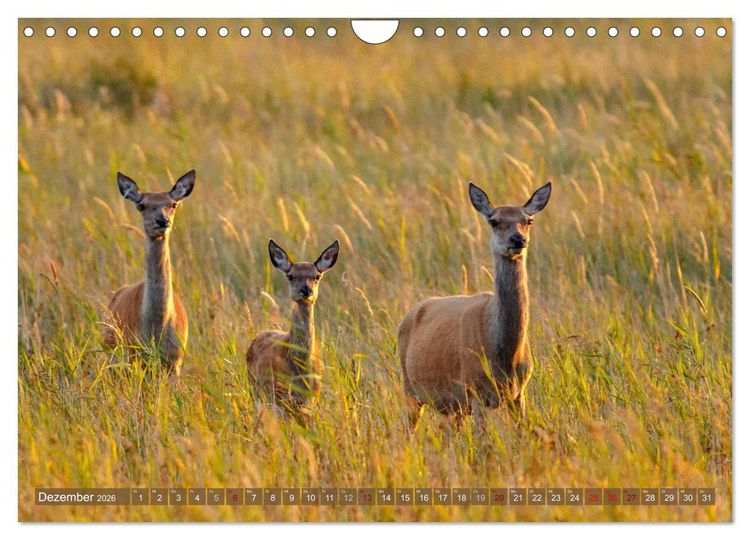 Produktbild: Wilder Dar&szlig; - Fuchs, Hirsch und Co. 2026 (Wandkalender 2026 DIN A4 quer), CALVENDO Monatskalender