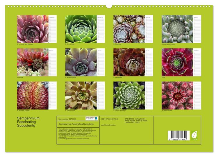Produktbild: Sempervivum Fascinating Succulents (High Quality Premium Wall Calendar 2026 DIN A2 landscape),CALVENDO 12 Month Wall Calendar