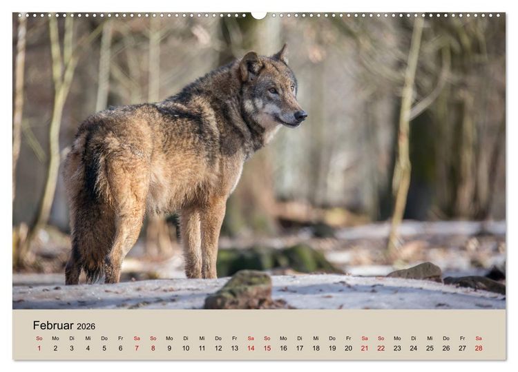 Produktbild: Wolfsrudel (Wandkalender 2026 DIN A2 quer), CALVENDO Monatskalender