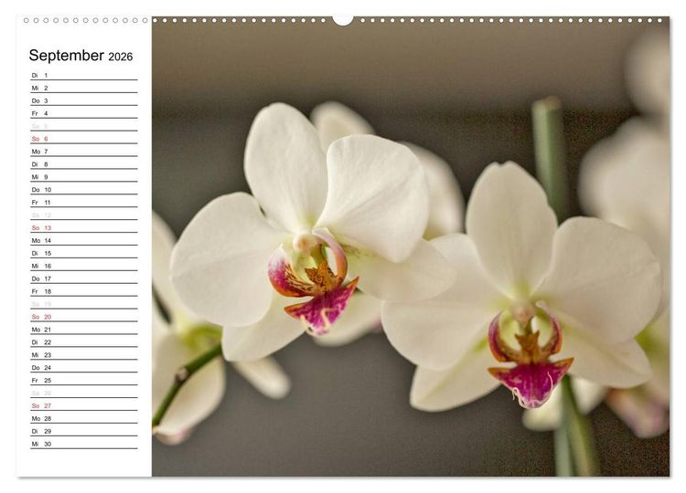 Produktbild: Bl&uuml;tenzauber Orchideen (hochwertiger Premium Wandkalender 2026 DIN A2 quer), Kunstdruck in Hochglanz