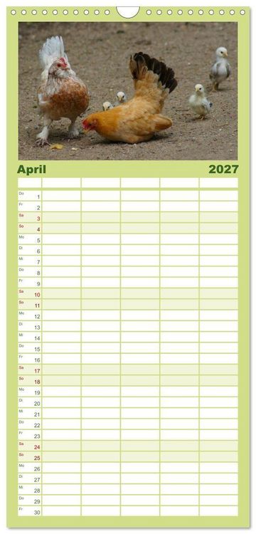 Produktbild: Familienplaner 2027 - Die Welt der H&uuml;hner mit 5 Spalten (Wandkalender, 21 x 45 cm) CALVENDO