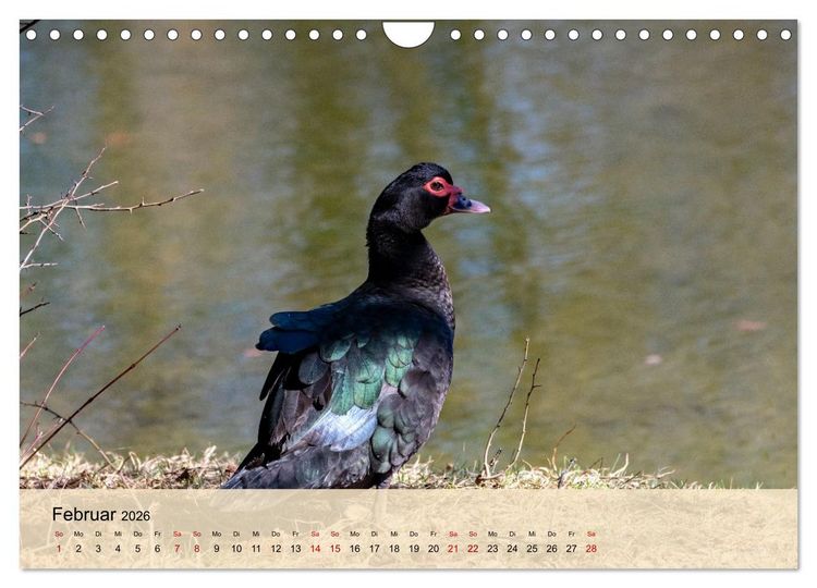 Produktbild: Wildes Stadtleben in M&uuml;nchen (Wandkalender 2026 DIN A4 quer), CALVENDO Monatskalender
