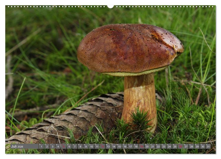 Produktbild: PILZE IM WALD (hochwertiger Premium Wandkalender 2026 DIN A2 quer), Kunstdruck in Hochglanz