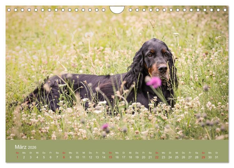 Produktbild: Setter - Geliebter Freund und Jagdkamerad (Wandkalender 2026 DIN A4 quer), CALVENDO Monatskalender
