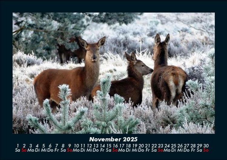 Produktbild: Der Tierkalender 2025 Fotokalender DIN A5
