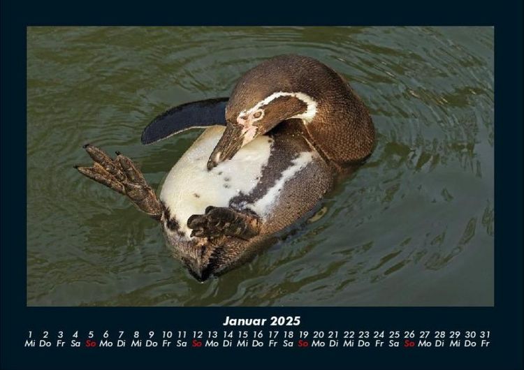 Produktbild: Pinguine & Eisb&auml;ren 2025 Fotokalender DIN A4