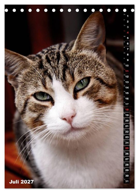 Produktbild: Istanbuls Katzen (Tischkalender 2027 DIN A5 hoch), CALVENDO Monatskalender