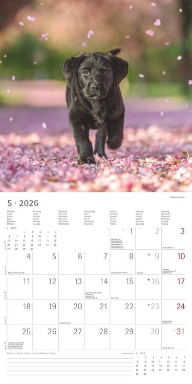 Produktbild: Hunde 2026 - Broschürenkalender 30x30 cm (30x60 geöffnet) - Kalender mit Platz für Notizen - Dogs - Bildkalender - Wandkalender - Hundekalender