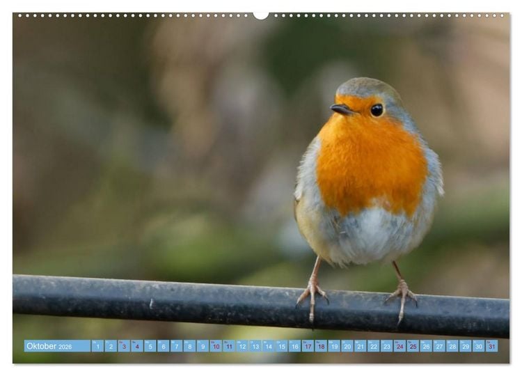 Produktbild: Rotkehlchen - Fotografiert von Ostfriesenfotografie (hochwertiger Premium Wandkalender 2026 DIN A2 quer), Kunstdruck in Hochglanz
