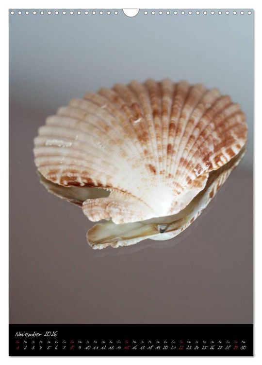Produktbild: Muscheln und Schnecken (Wandkalender 2026 DIN A3 hoch), CALVENDO Monatskalender